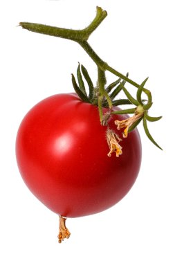 kırmızı domates dal