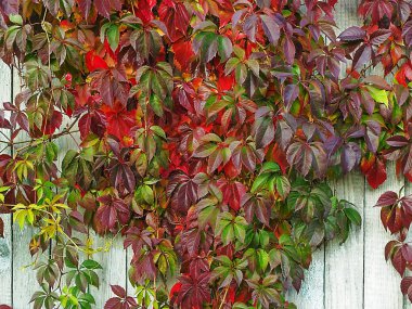 Sonbahar eski tahta çit arka plan üzerinde yabani üzüm