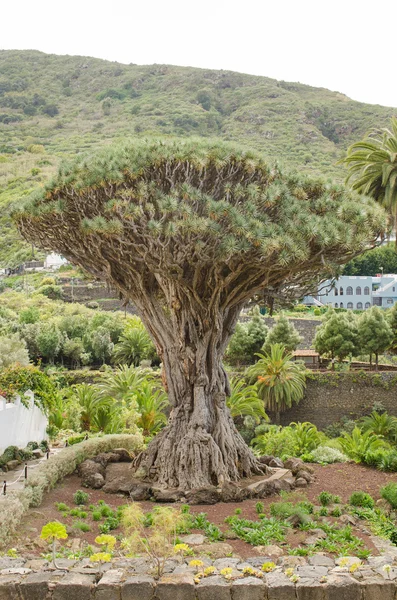 Árbol milenario de Drago en Icod de los Vinos, Tenerife . — Foto de Stock