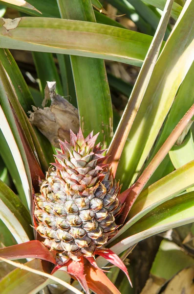 Ananas roślin i owoców, Wyspa El Hierro. — Zdjęcie stockowe