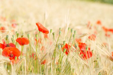 Renk kontrast: haşhaş ve sarı kırmızı buğday.