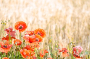 Renk kontrast: haşhaş ve sarı kırmızı buğday.