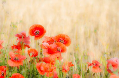 Renk kontrast: haşhaş ve sarı kırmızı buğday.