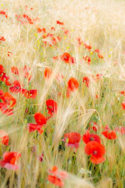 Renk kontrast: haşhaş ve sarı kırmızı buğday.
