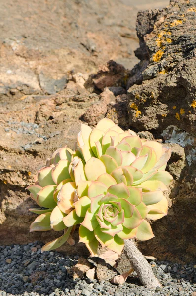 Aeonium, typowy kwiat na Wyspach Kanaryjskich. — Zdjęcie stockowe