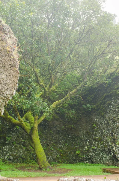 El árbol Garoe, El Hierro . — Foto de Stock