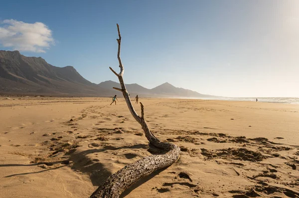 Děti Hrají Pláži Cofete Suché Větve Stromů Písku Ostrov Fuerteventura — Stock fotografie