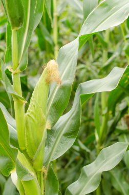  mısır mısır koçanı