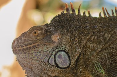 Iguana