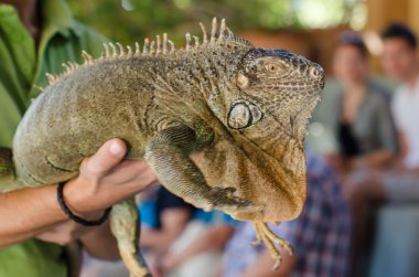 Iguana