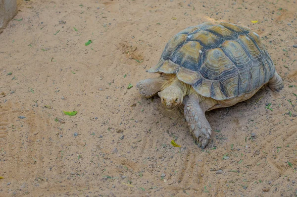 Landschildkröte — Stockfoto