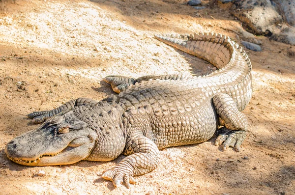 太陽の下で横になっているワニ — ストック写真