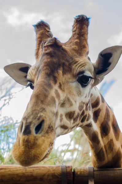 Giraffe in the foreground — Stock Photo, Image