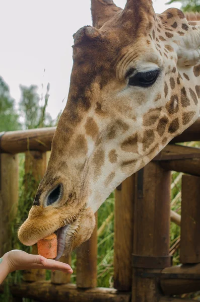 Giraffe in the foreground — Stock Photo, Image