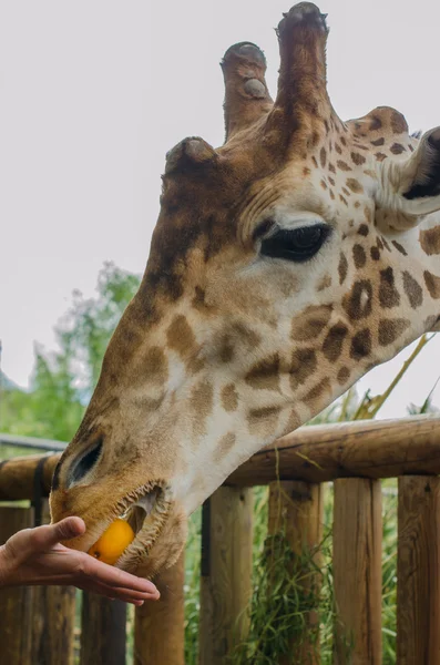 Giraffe im Vordergrund — Stockfoto