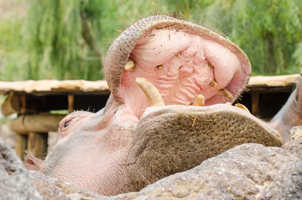 Hipopótamo con boca abierta —  Fotos de Stock