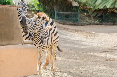 Anne ve bebek zebra.
