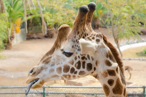 Giraffa mangiare — Foto Stock