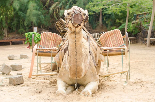 Camel ready for a ride — Stock Photo, Image