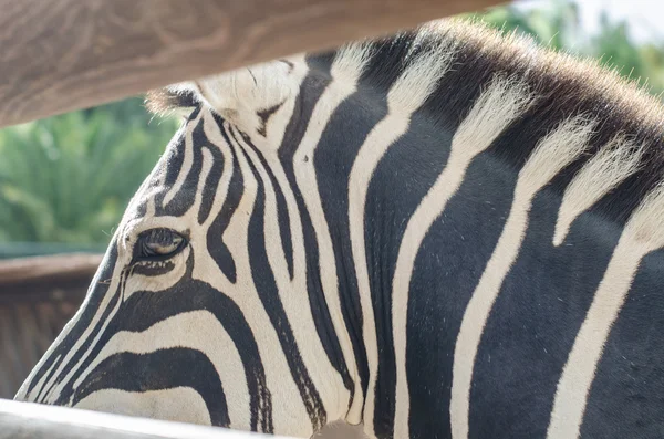 Details of zebra stripes — Stock Photo, Image