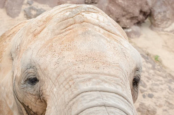 Éléphant regardant la caméra — Photo