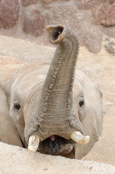 Elefant blickt in Kamera. — Stockfoto