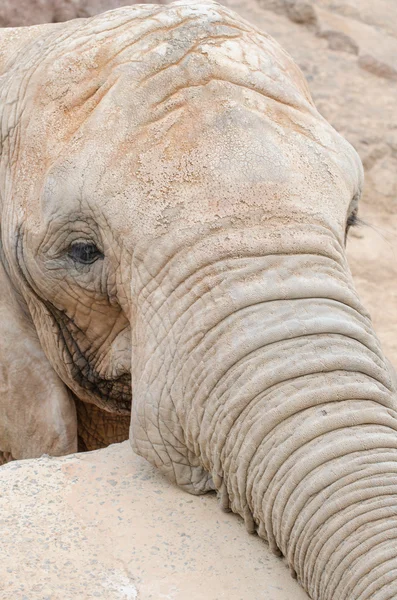 Éléphant regardant la caméra . — Photo