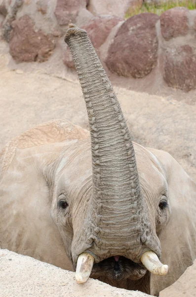 Elefante mirando a la cámara . —  Fotos de Stock