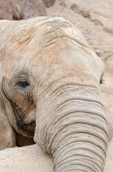 Éléphant regardant la caméra . — Photo