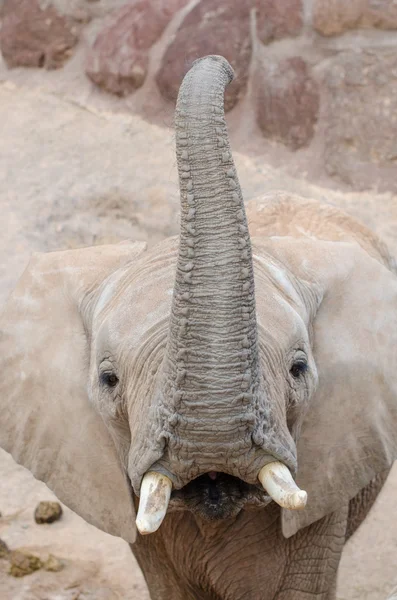 Éléphant regardant la caméra . — Photo