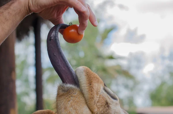 Язык жирафа ловит помидор . — стоковое фото