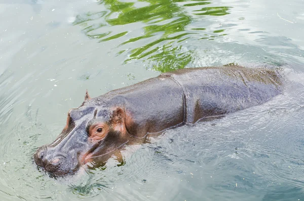 Das Nilpferd beim Baden im Teich. — Stockfoto