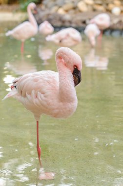 Tek ayak üzerinde Flamingo standı