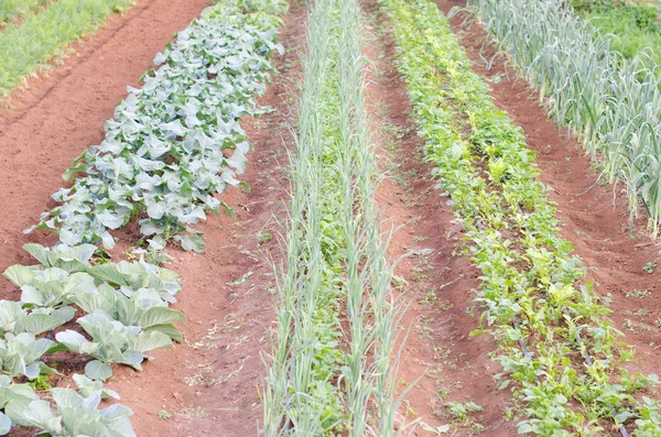 Huerto vegetal — Foto de Stock