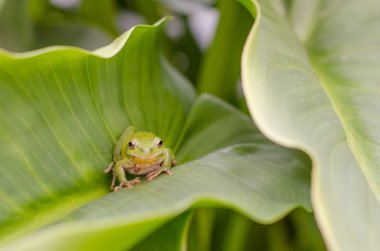 Yeşil kurbağa yaprakları arasında gizli
