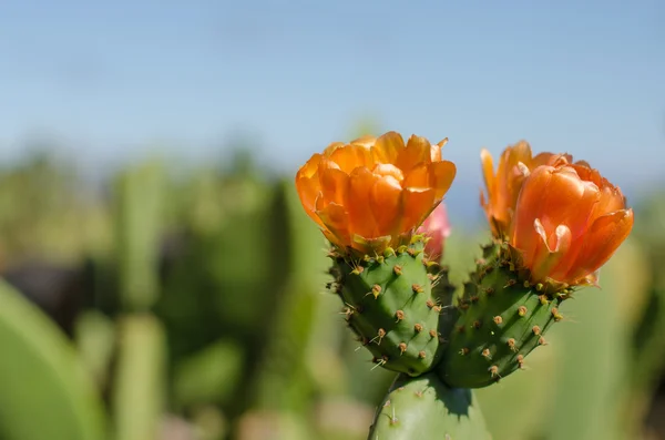 Kwiat kaktusa nopal — Zdjęcie stockowe