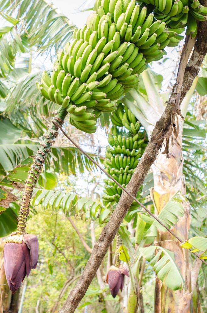 Banana tree with a bunch of bananas. Stock Photo by ©acongar 67076165