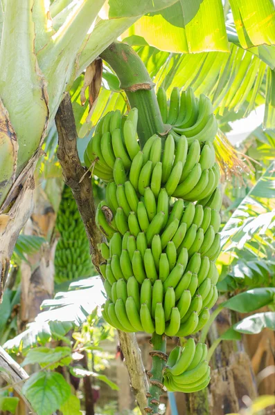 Banana tree with a bunch of bananas. — Stock Photo, Image