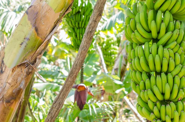Árbol de plátano con un montón de plátanos. — Foto de Stock