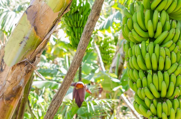 Bananeira com um monte de bananas. — Fotografia de Stock