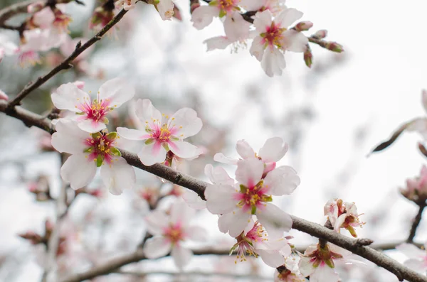 Almond branch in bloom. — Stock Photo, Image