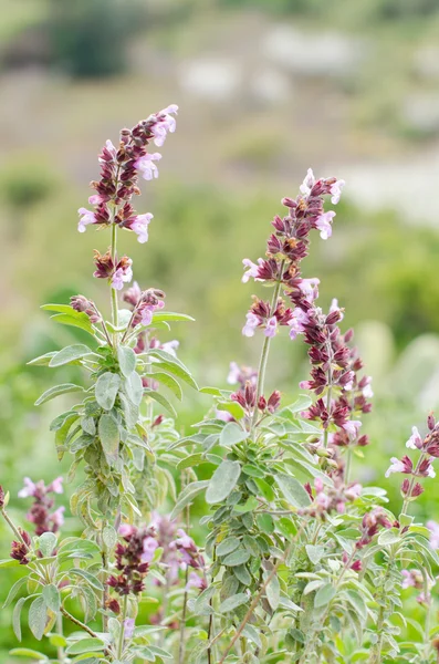 Sábio comum (salvia officinalis ) — Fotografia de Stock