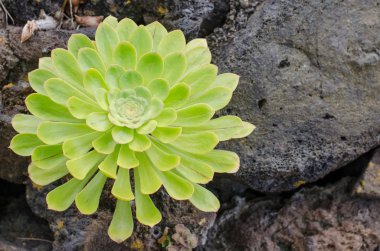 Aeonium, Kanarya Adaları katında tipik.