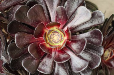 Aeonium, Kanarya Adaları'nın tipik çiçek.