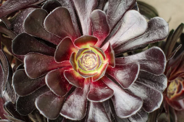 Aeonium, typische bloem van de Canarische eilanden. — Stockfoto