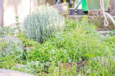 Bahçe şifalı otlar.