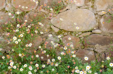 taş duvar ve küçük papatya (fleabanes).