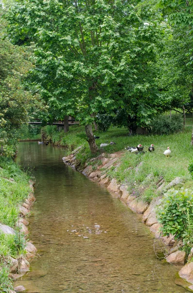 Family of ducks in the creek. — 스톡 사진