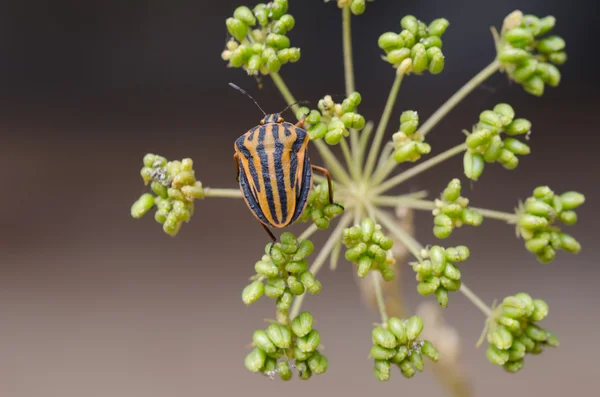 Bug escudo listrado — Fotografia de Stock