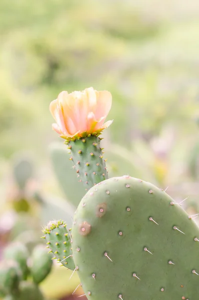 Blomma av nopal cactus. — Stockfoto